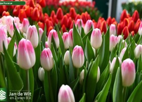 Tulipa Florence (2)